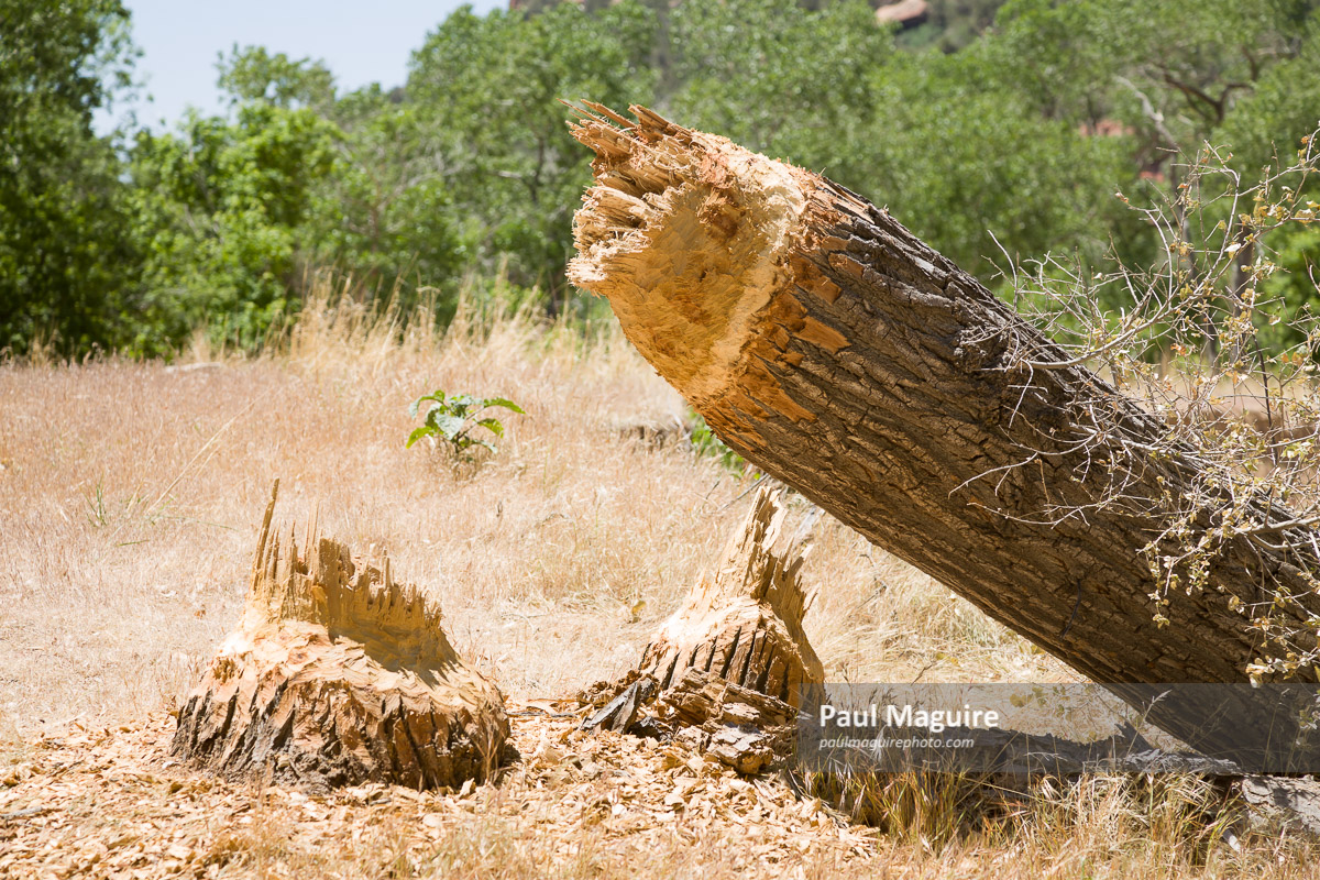 Stock photo Beaver tree damage, Zion National Park, USA Paul Maguire