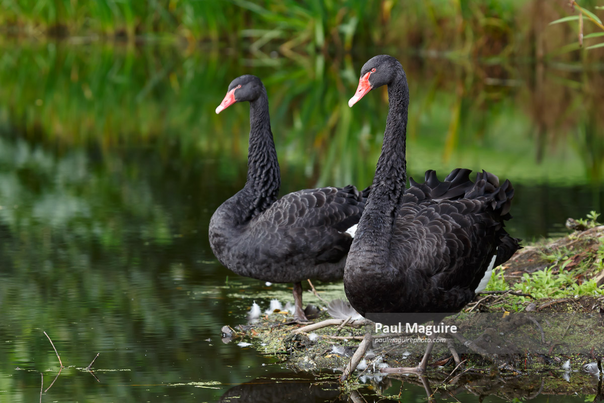 Photo for sale Black swans pair Paul Maguire