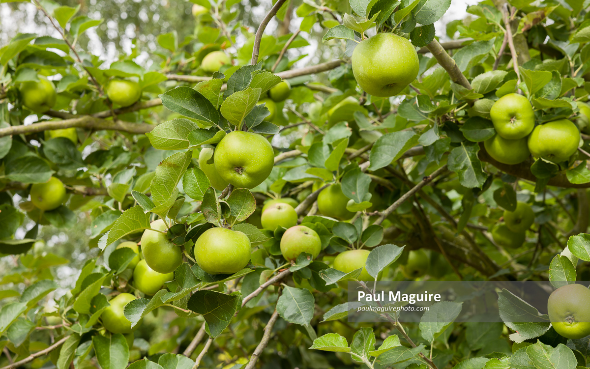 Photo for sale Bramley cooking apples growing in a tree, UK garden