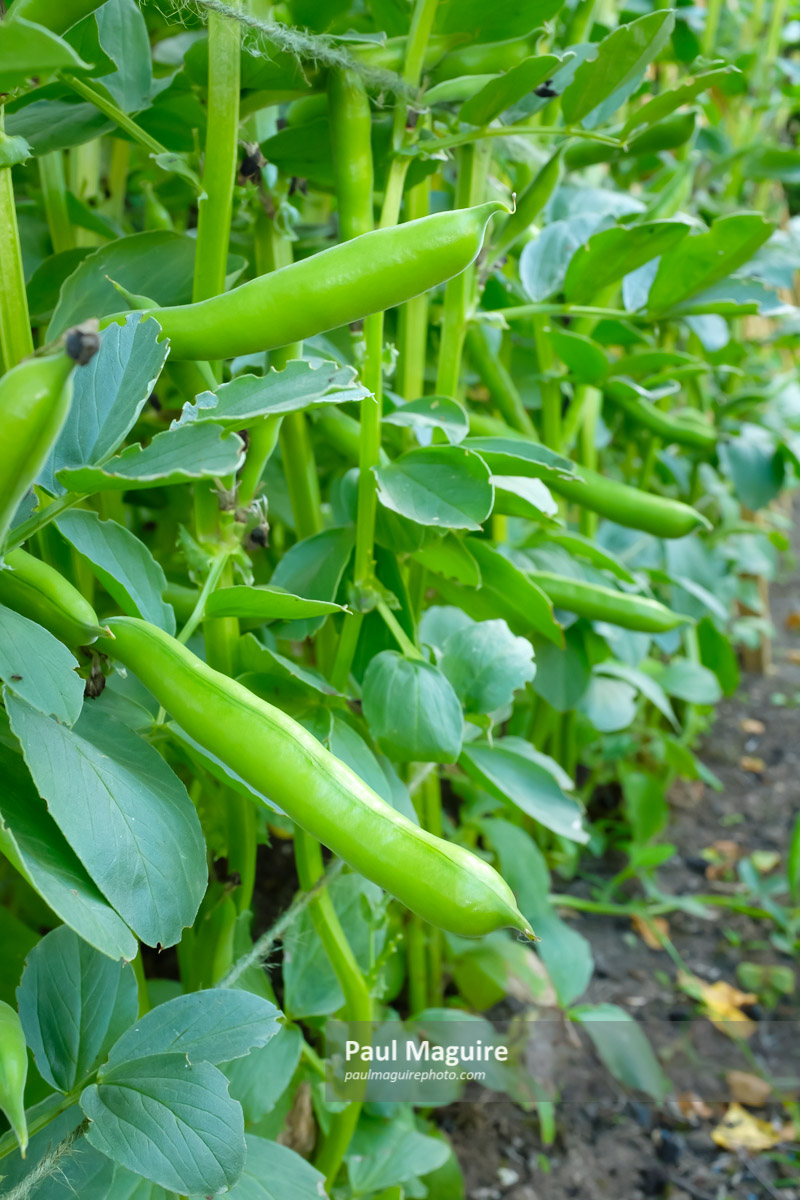 Photo for sale Broad bean plant Paul Maguire