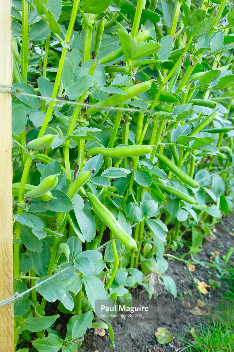 Photo for sale Broad beans plant Paul Maguire
