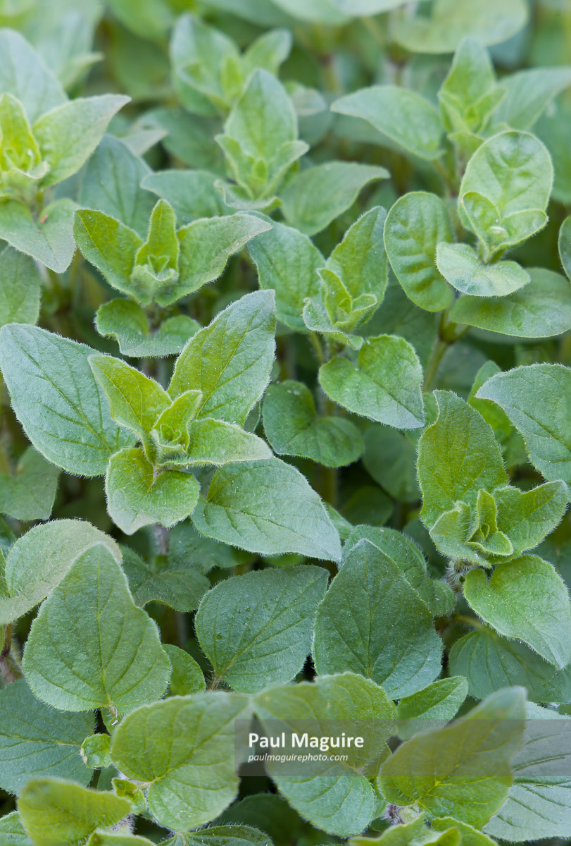 Stock photo Fresh oregano herb plants growing in a herb garden, UK