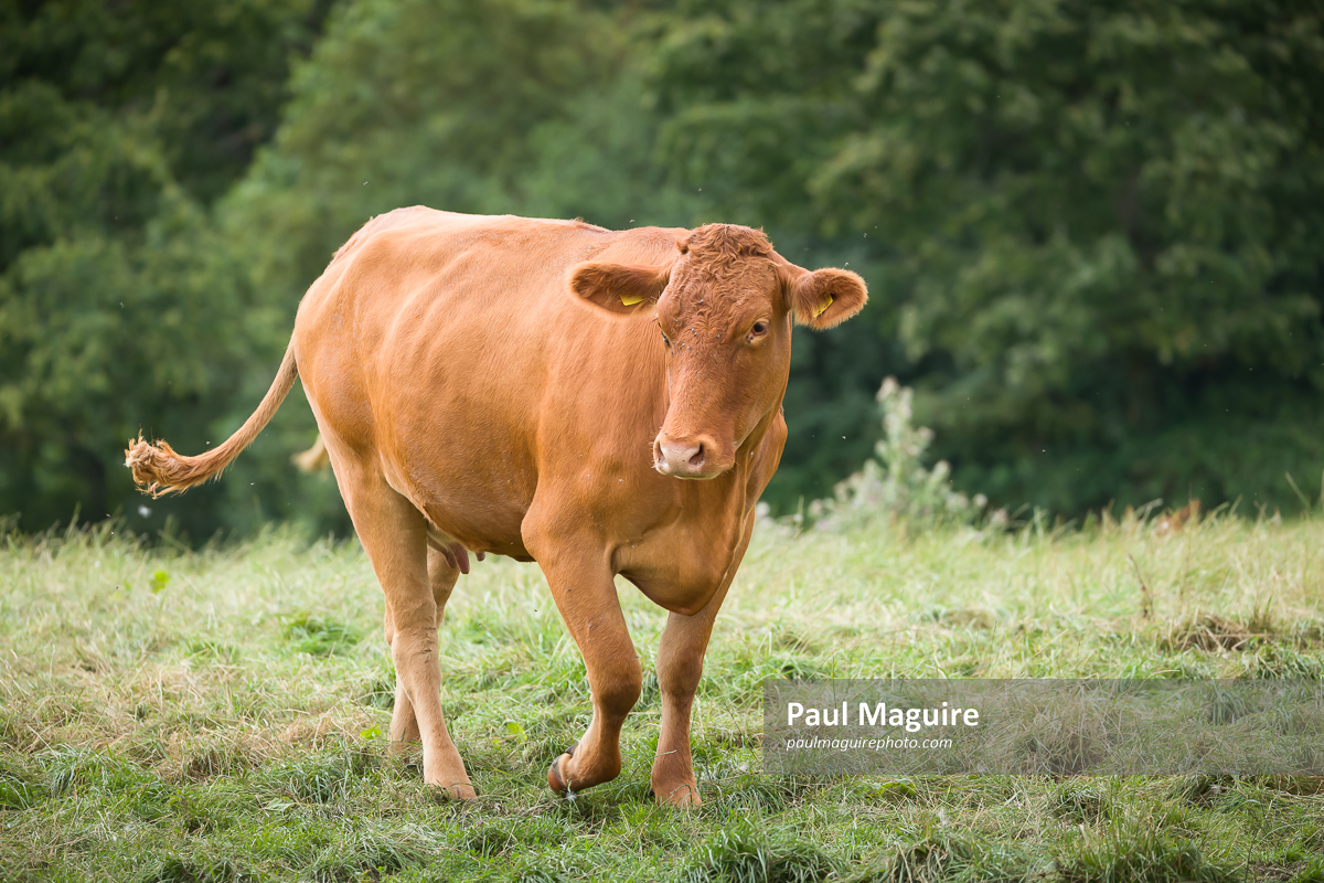 Stock photo Hereford cow in a UK farmland landscape Paul Maguire