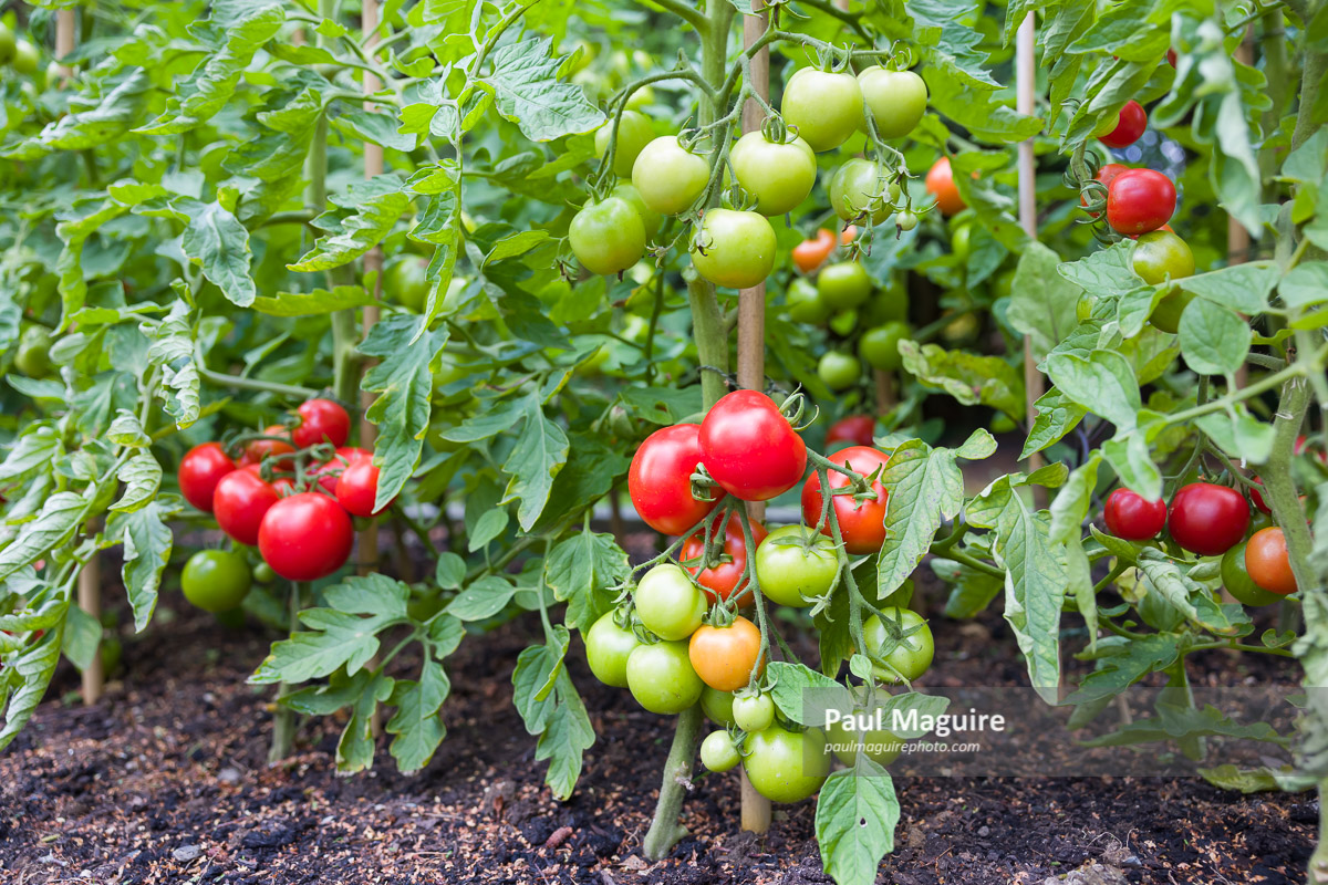 Stock photo Indeterminate (cordon) tomato plants growing outside in UK Paul Maguire