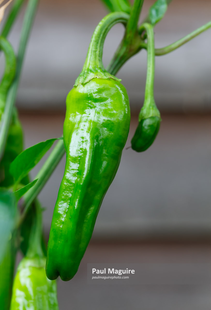 Photo for sale Padron pepper chilli plant Paul Maguire