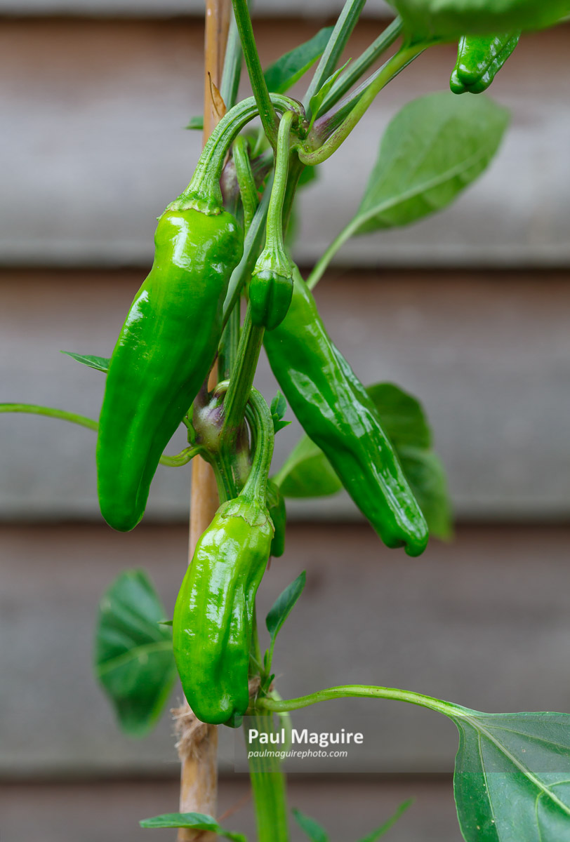 Buy a photo of Padron peppers on plant Paul Maguire