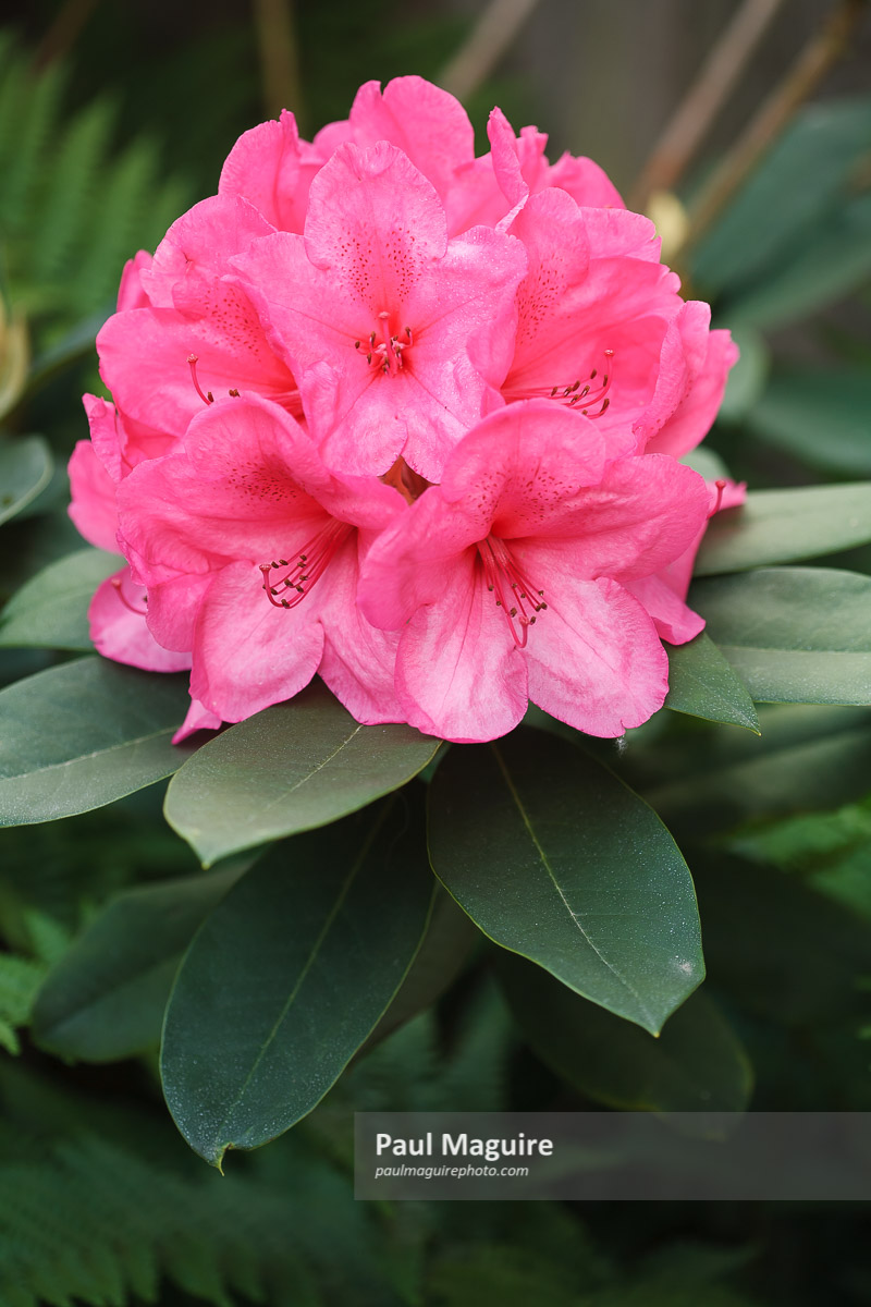 Stock photo - Pink rhododendron flower closeup in a garden, UK - Paul ...