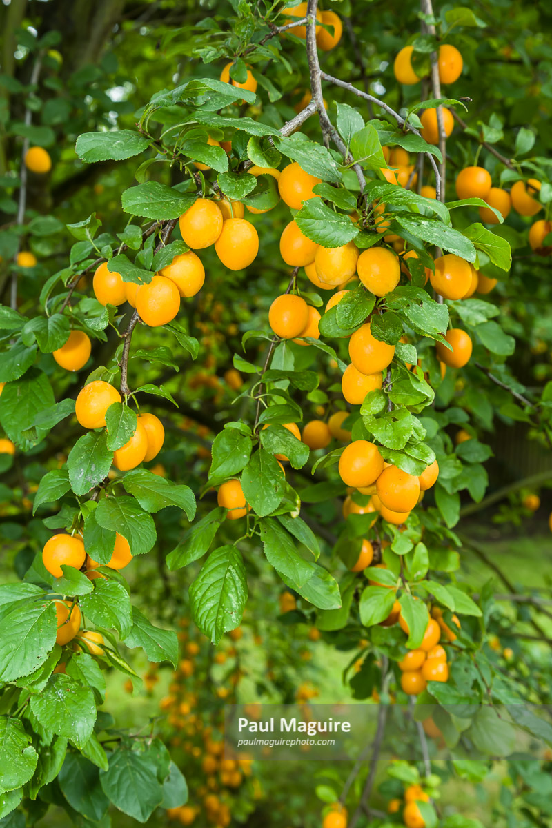 Stock photo Ripe mirabelle plums on fruit trees in UK garden Paul