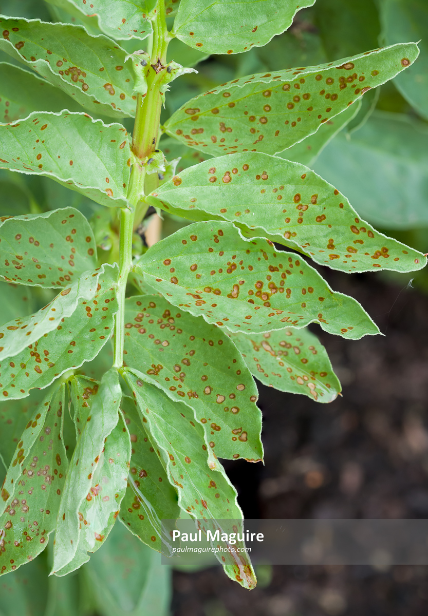 Photo for sale Rust spots on leaves, plant disease, fava bean plant