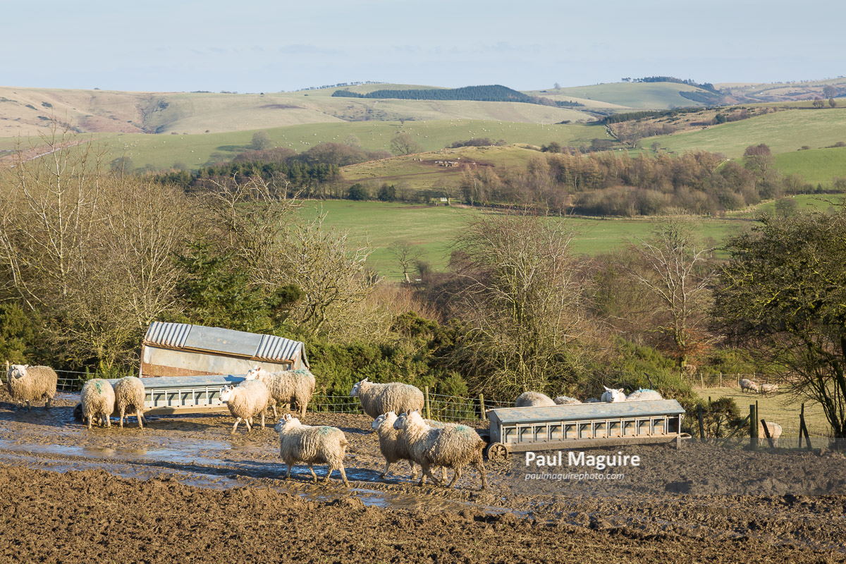 Stock photo Sheep farming on a UK farm in Shropshire Paul Maguire