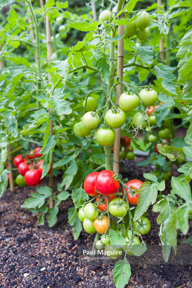 Stock photo Tomatoes growing outdoors in England UK Paul Maguire