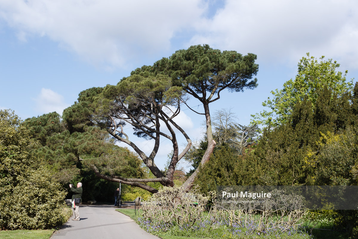 Photo for sale Trees of Kew Botanic Gardens Paul Maguire
