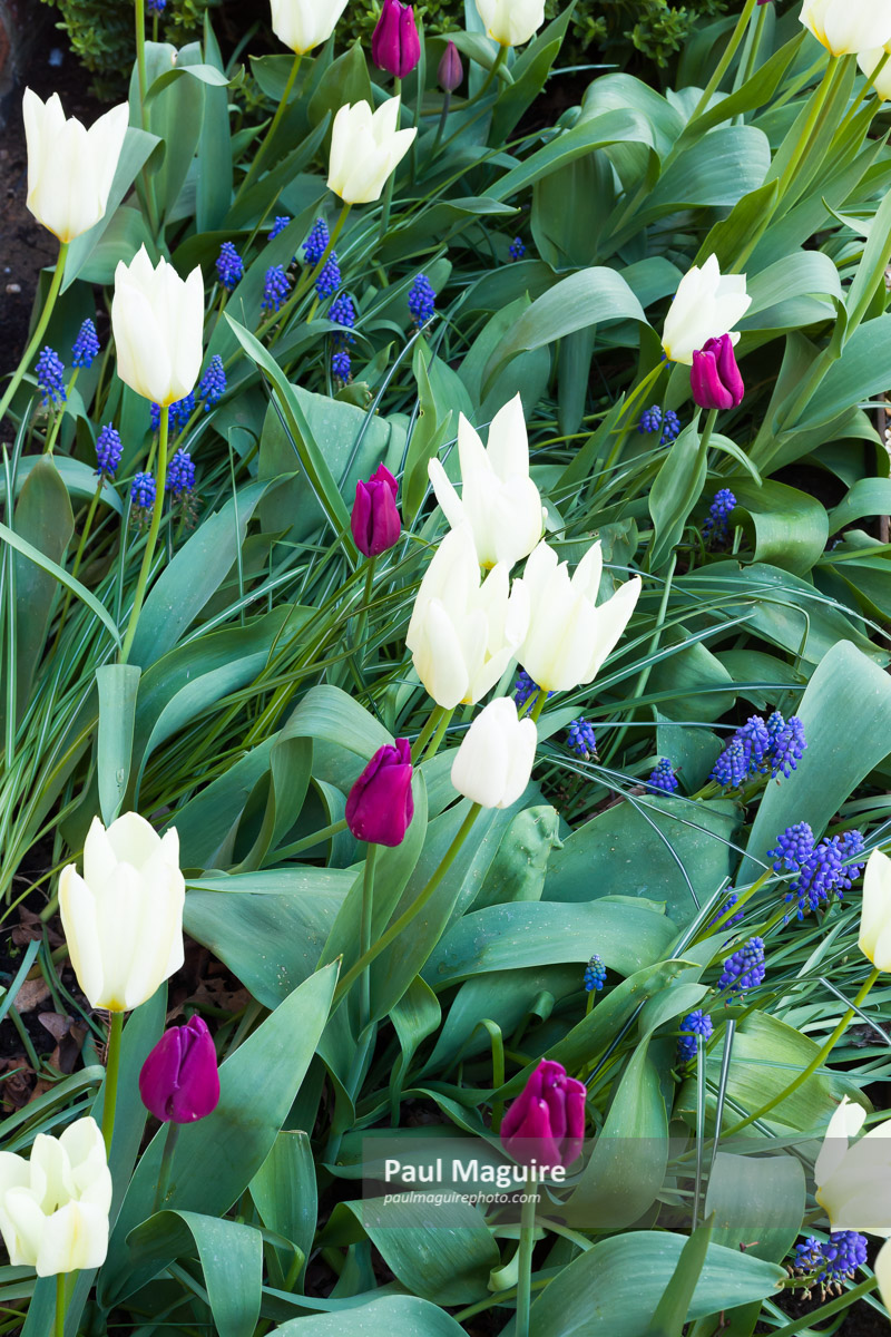 Photo for sale Tulip bulbs in spring, tulips in a garden, UK Paul
