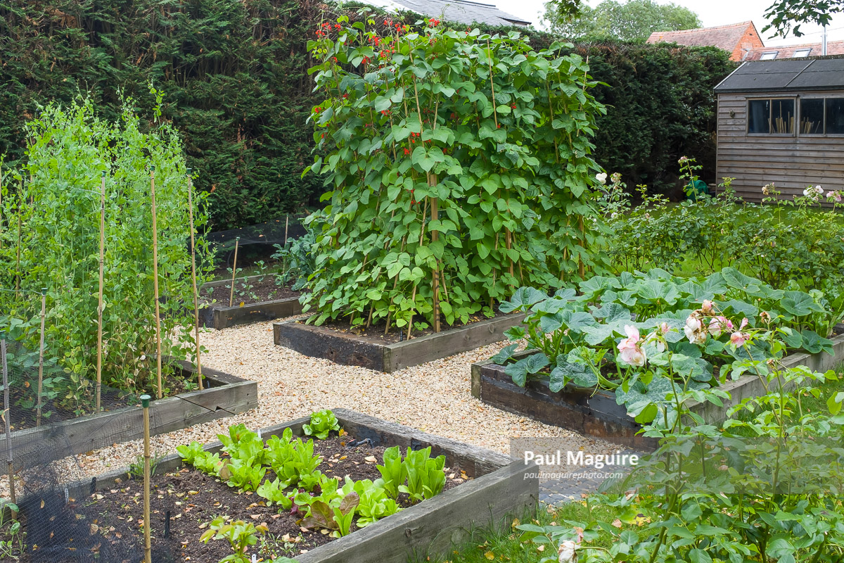 Buy a photo of Vegetables growing in a garden in England, UK Paul Maguire
