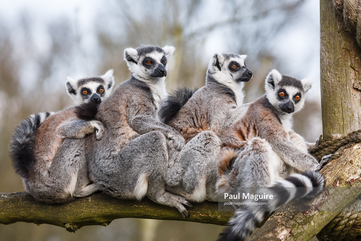 Buy a photo of Lemur family - Paul Maguire