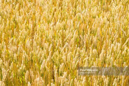 Wheat field closeup golden wheat grain background