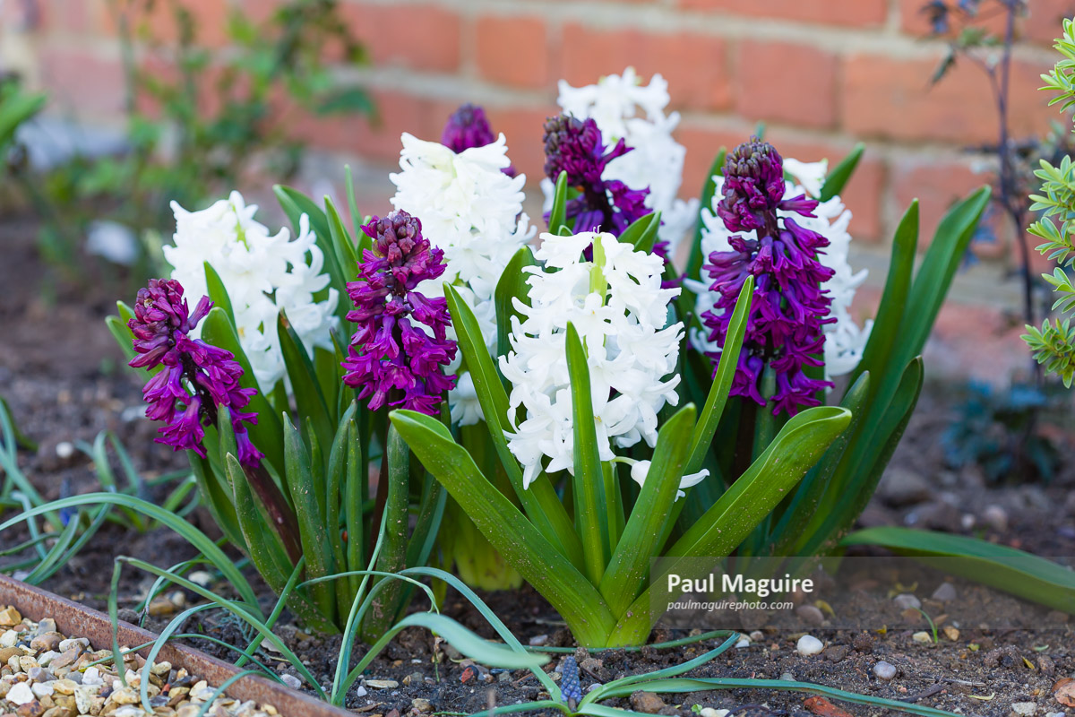 Spring hyacinths purple and white