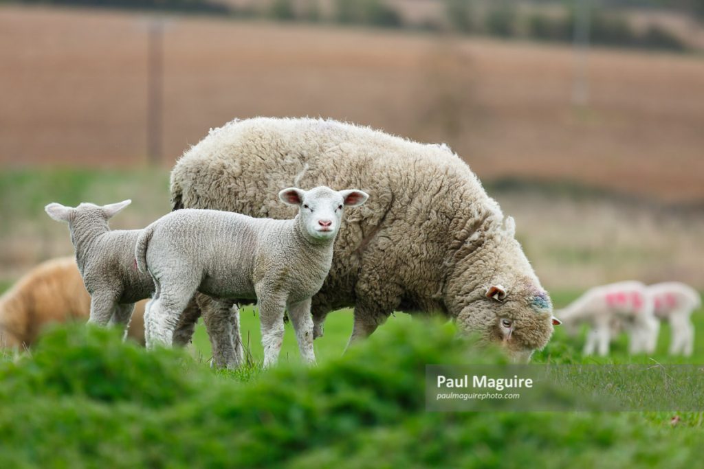 Photo for sale Sheep farming, UK Paul Maguire