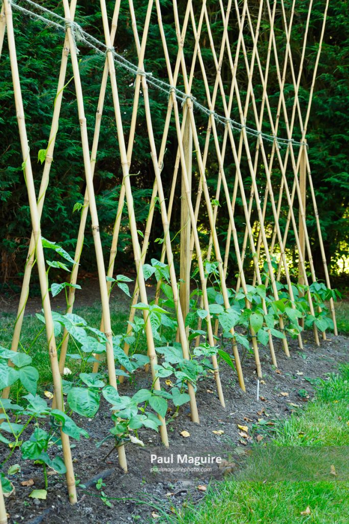Photo for sale Runner beans on bamboo canes Paul Maguire