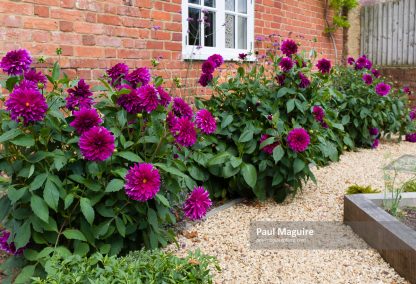 Dahlias in a garden