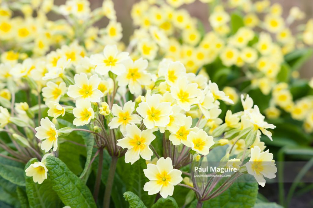 Stock photo Yellow primroses, spring flower garden, primula vulgaris