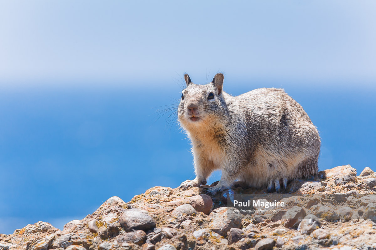 Gray squirrel