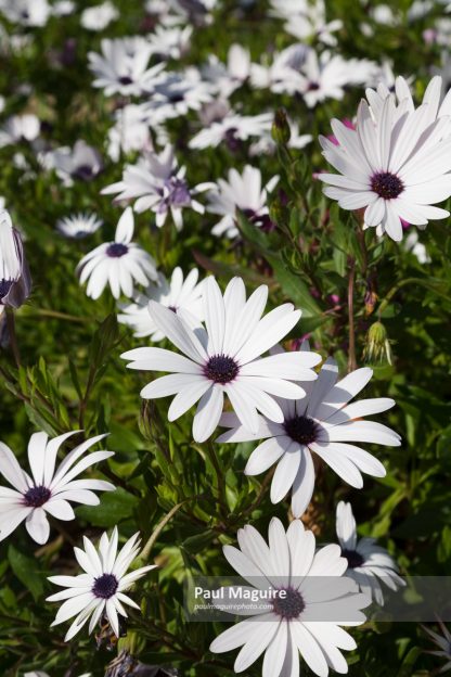 Cape daisies