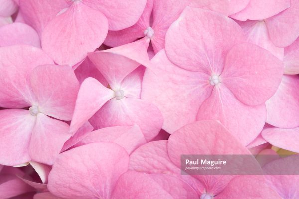 Buy a photo of Pink petals detail - Paul Maguire