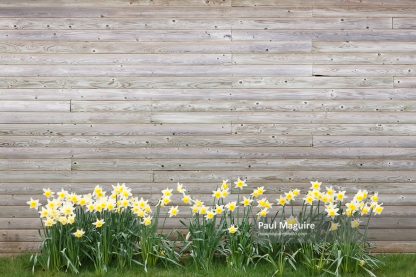 Daffodils in Spring growing against a wooden background