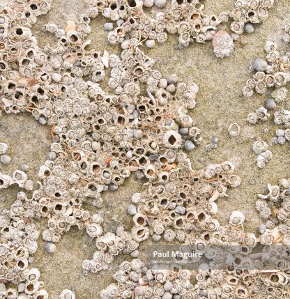 Barnacles