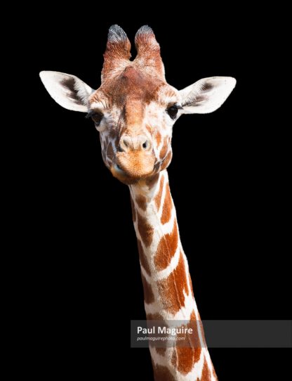 Giraffe black background