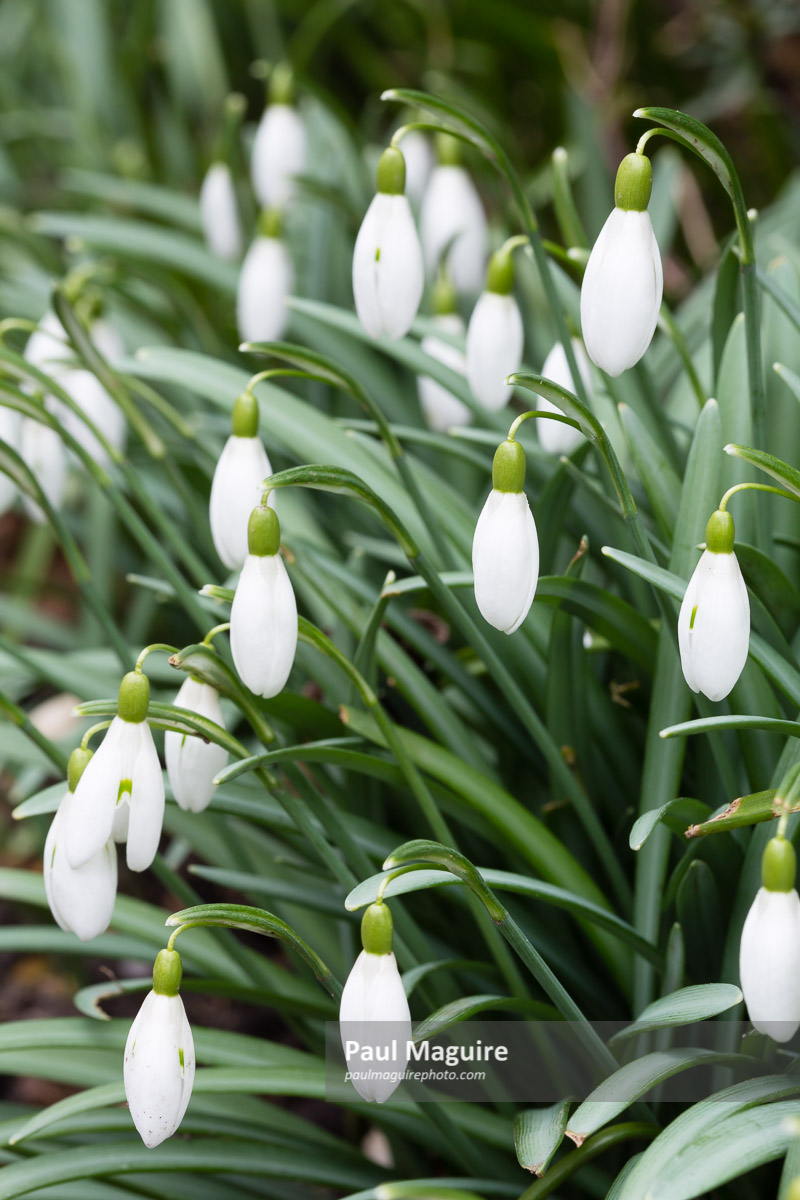 Snowdrops closeup