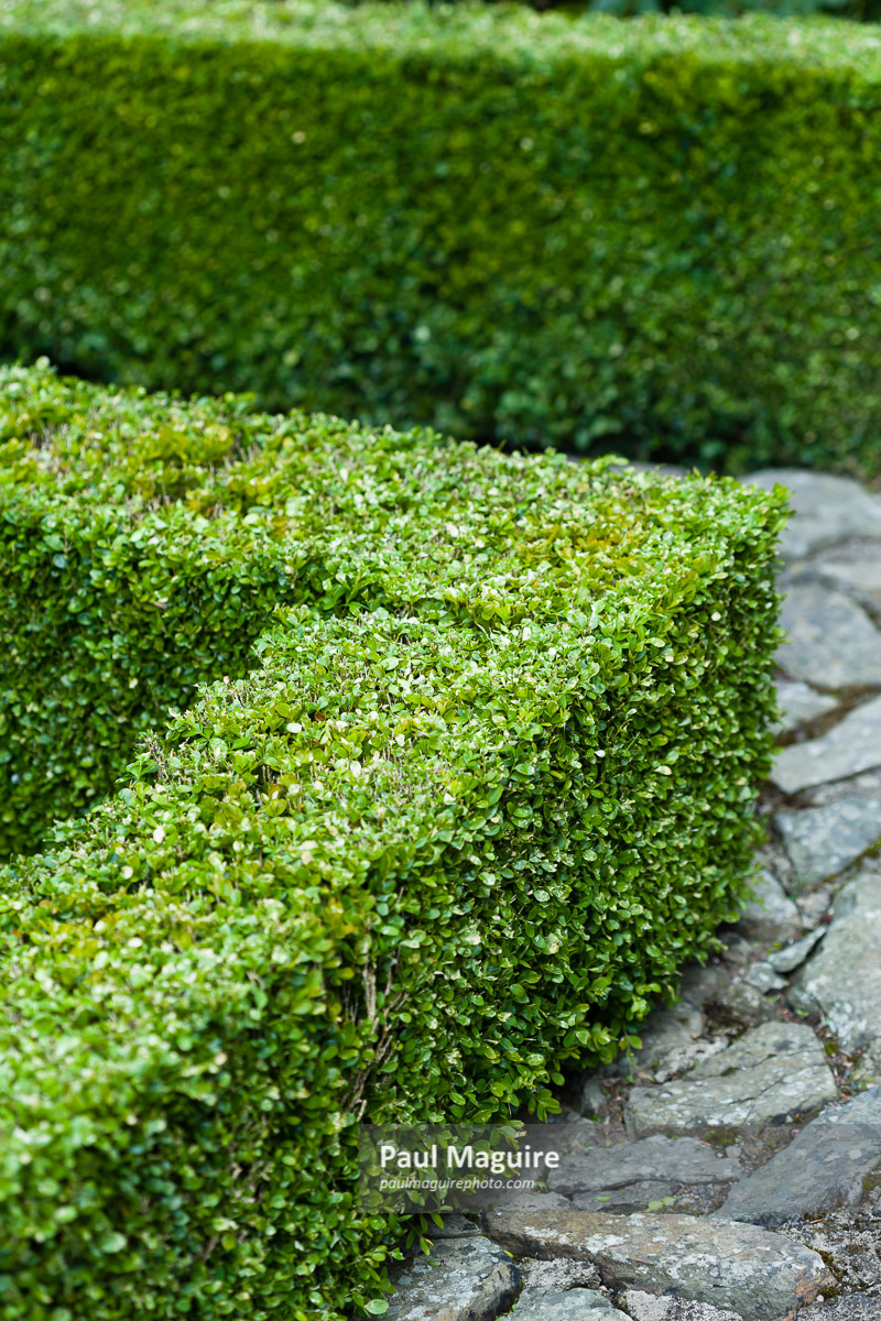 Stock Photo Buxus Sempervirens Clipped Hedge Paul Maguire
