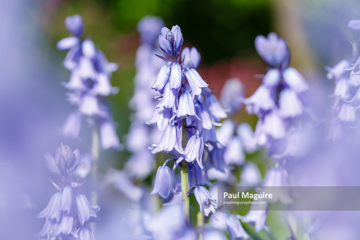 Bluebell flowers closeup