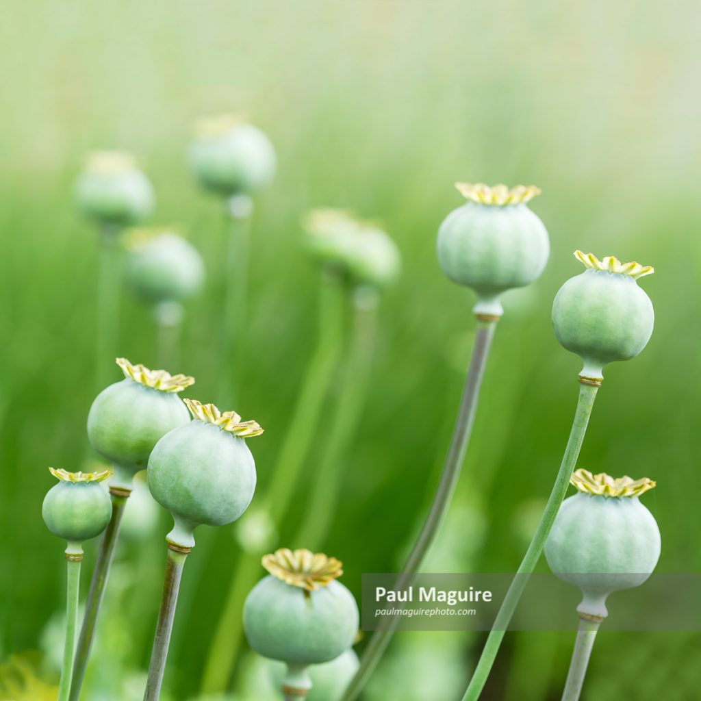 Stock photo Poppy seed heads Paul Maguire