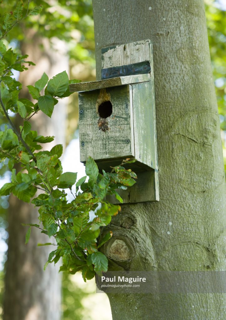 Stock photo Bird nesting box or nest box on tree, UK Paul Maguire