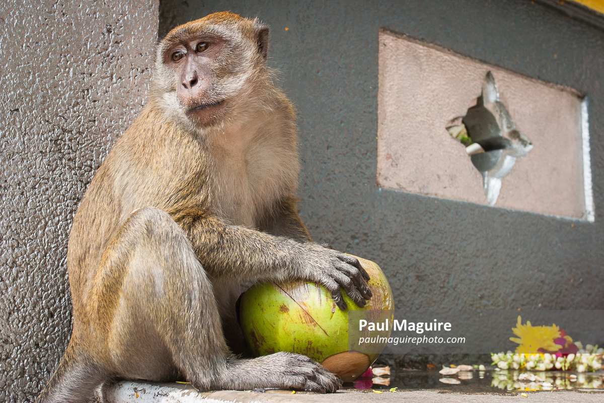 Macaque monkey eating outside Batu caves, Kuala Lumpur, Malaysia