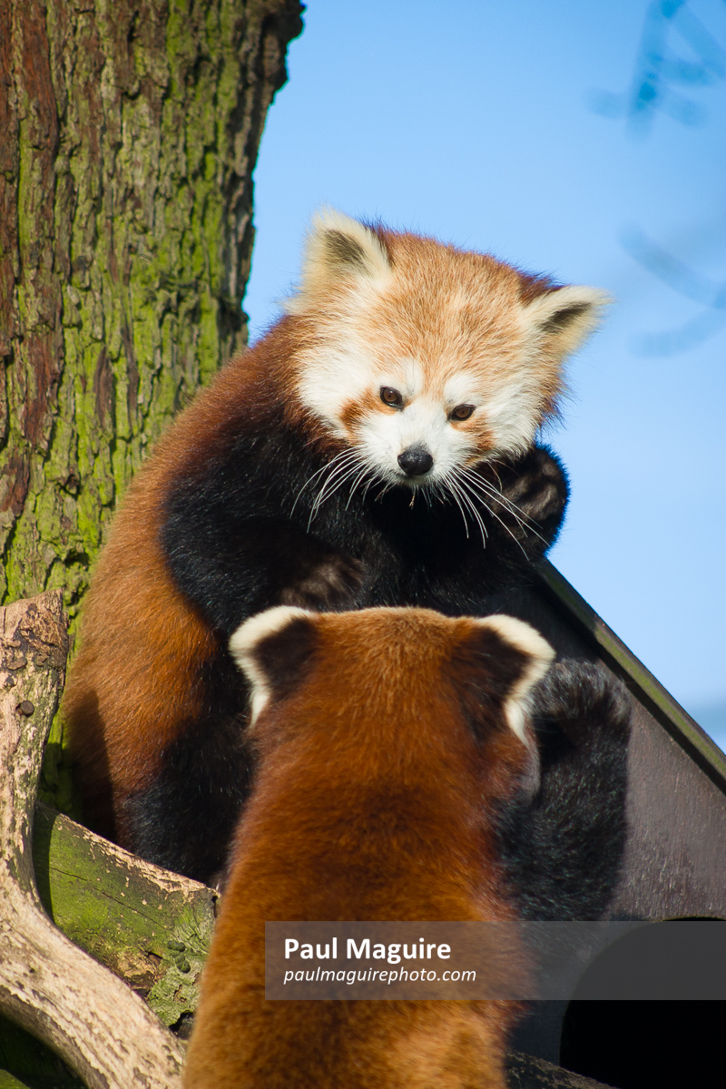 Pair of red pandas or lesser pandas (ailurus fulgens) in a tree