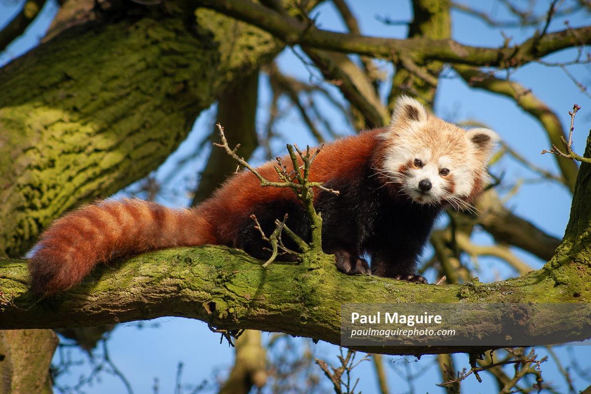 Red panda or lesser panda (ailurus fulgens) in a tree