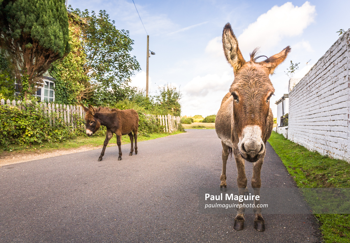 Wild donkeys walking along a road in New Forest, Hampshire, UK