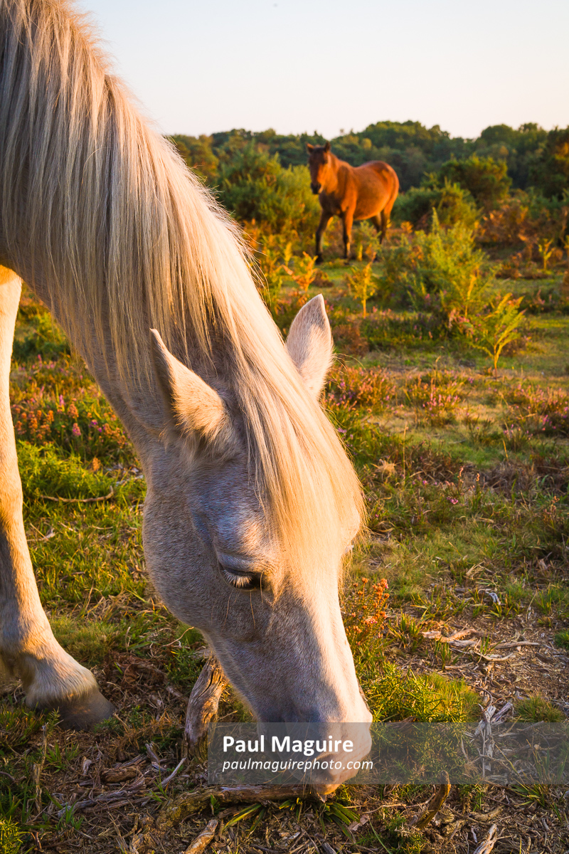 Wild ponies at sunset in New Forest, Hampshire, UK