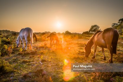 Wild ponies at sunset in New Forest, Hampshire, UK