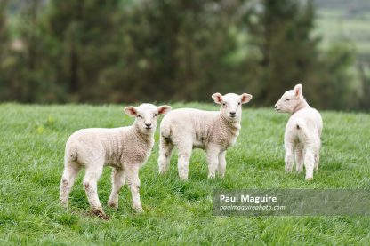 Lambs in a green field in Snowdonia, Wales, UK