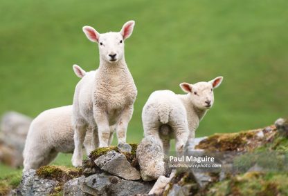 Lambs in a green field in Snowdonia, Wales, UK