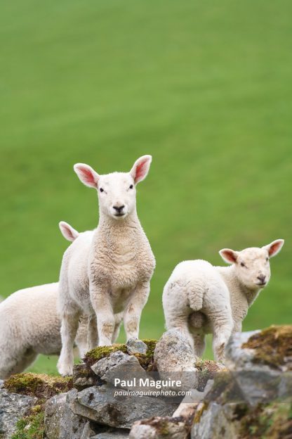 Lambs in a green field in Snowdonia, Wales, UK