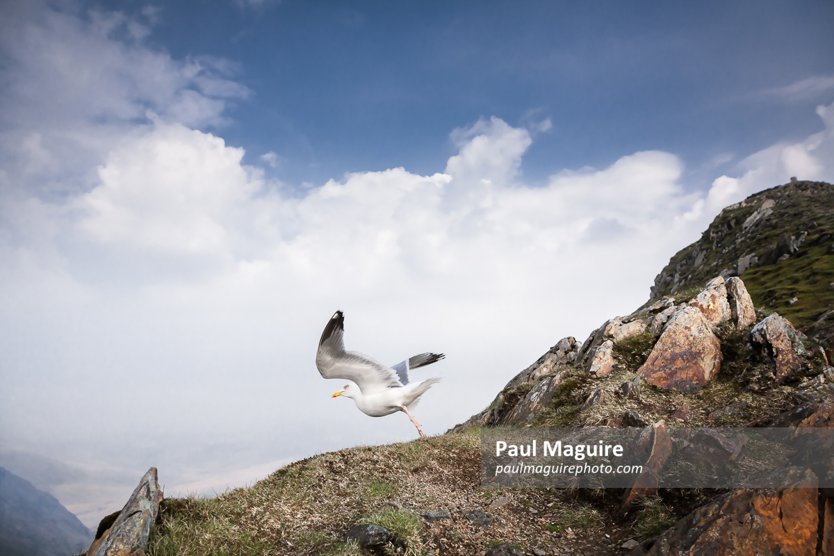 Seagull on Snowdon, Snowdonia National Park Wales