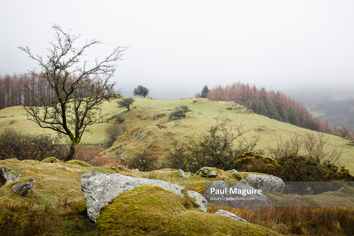 Gwydyr Forest in winter, Snowdonia, Wales, UK