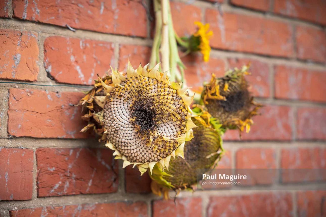 Sunflower heads hanging