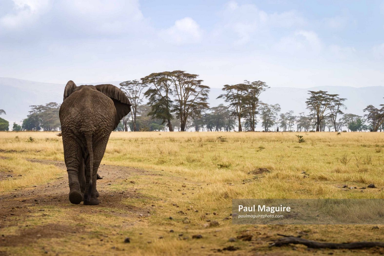 Elephant in Ngorogoro Crater