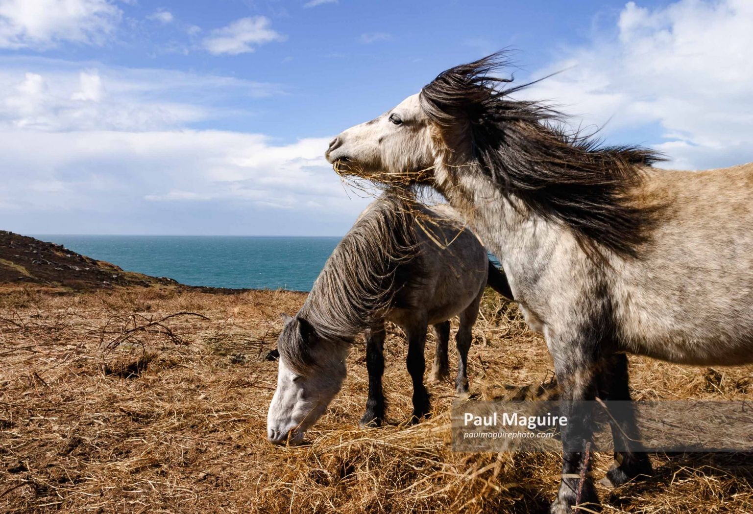 Feral horses in Wales